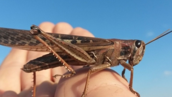 El SENASA declara alerta fitosanitaria preventiva por la aparición de Tucura sapo en la Patagonia