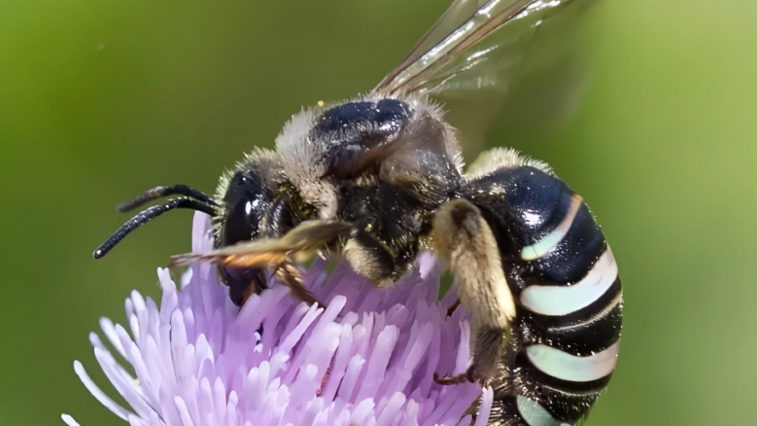 Las abejas que cambiaron el destino de un desierto: el modelo de Nevada que revolucionó la producción de semillas