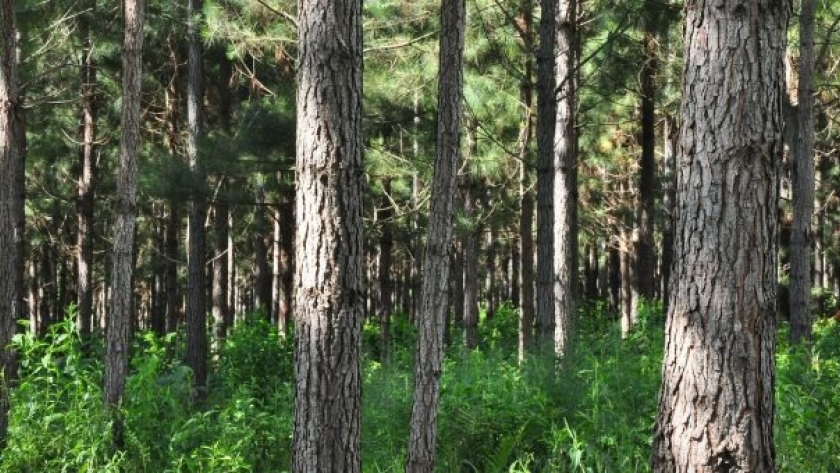 Agricultura pone en marcha un plataforma para el registro de los espacios forestados