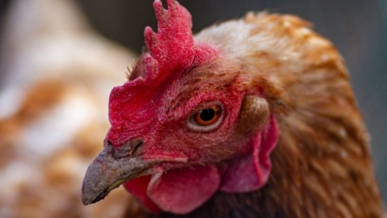 Confirman el primer brote de influenza aviar en aves comerciales de Córdoba y activan un cerco sanitario de 10 kilómetros