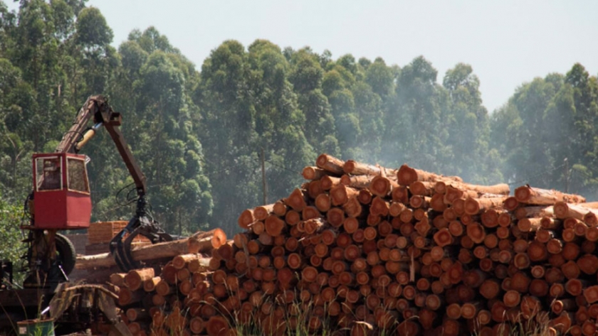 Entre Ríos: firman un acuerdo por más de $200 millones para el sector forestal