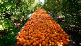 Realizan el primer embarque de frutas frescas cítricas a Rusia