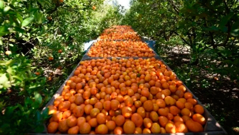 Realizan el primer embarque de frutas frescas cítricas a Rusia