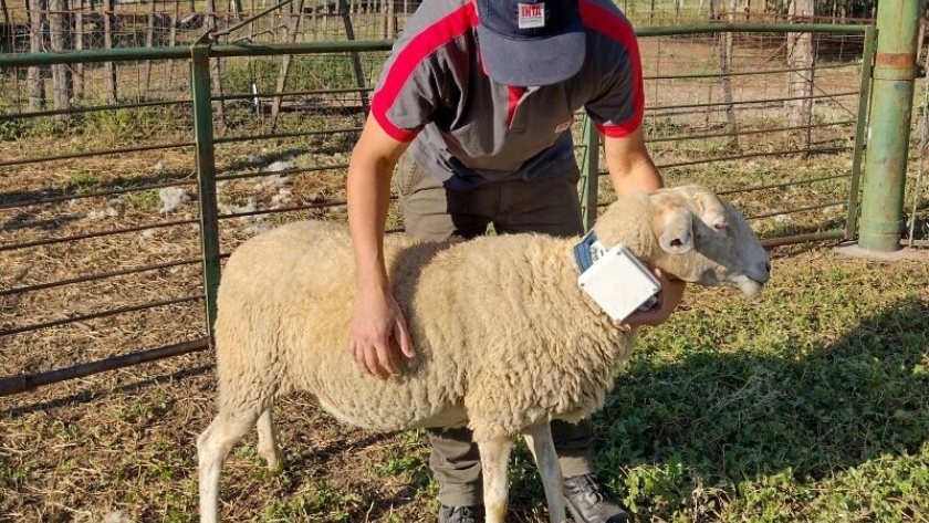 El NOA avanza en el uso del collar GPS en ovinos para monitoreo animal