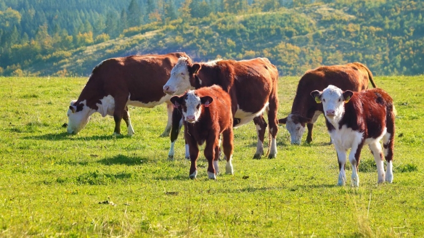 Tecnología argentina para la ganadería: desarrollan un sistema que detecta la preñez bovina a los 19 días de la inseminación