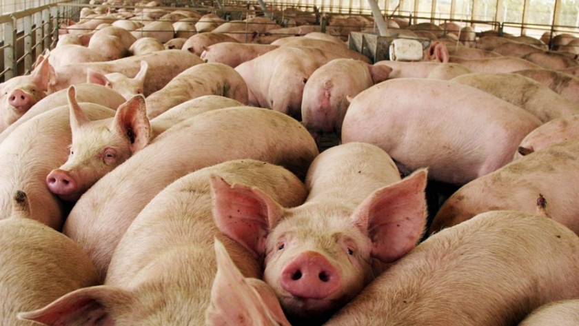 Pérdida de rentabilidad y suba de insumos en la producción porcina