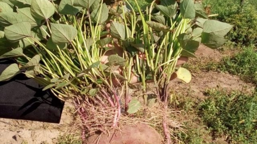 Impulsan capacitaciones sobre harinas de batata en Simoca