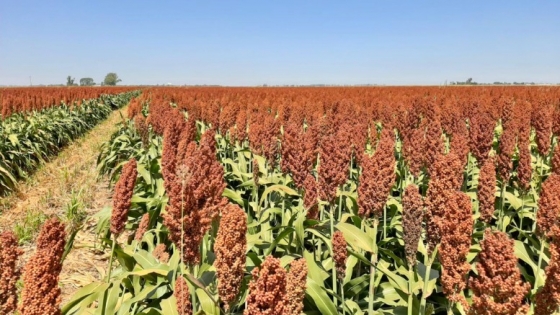 Finalizó la cosecha de sorgo en Argentina con incremento interanual de 100.000 toneladas