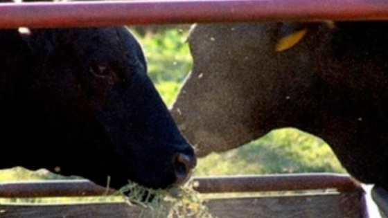 Las vacas alimentadas con linaza producen lácteos más nutritivos