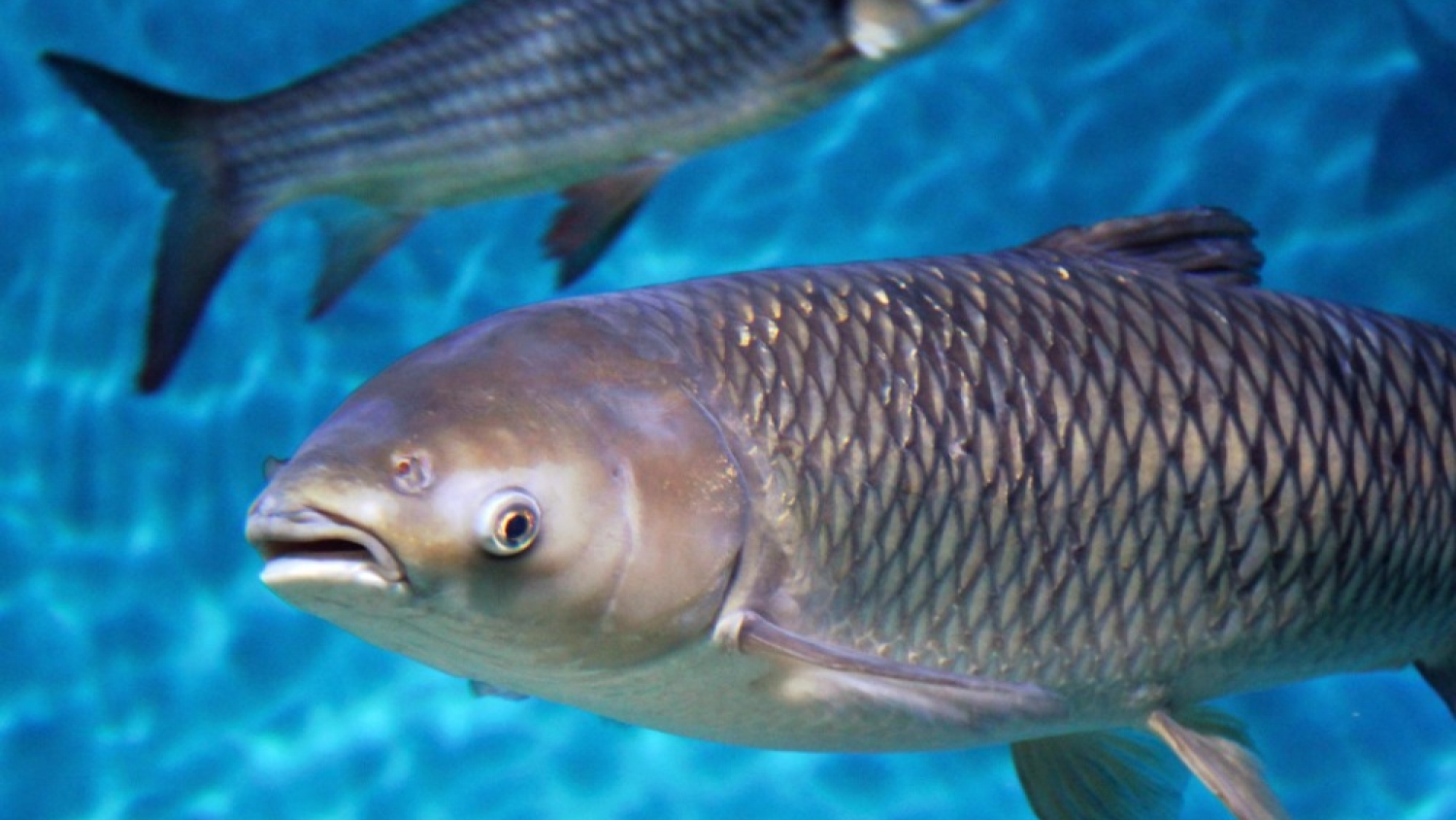 La genética acuícola gana protagonismo y abre una nueva ventana de desarrollo productivo para la Argentina