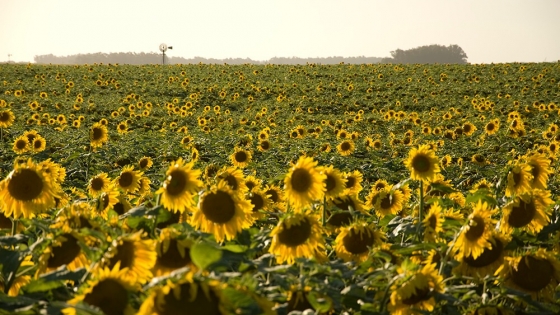 Una sonrisa en medio de la seca: el girasol cumplió y cerró con una cifra histórica