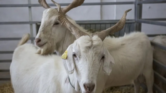 Validan la tecnología de la pasteurizadora de sachet para leche de cabra