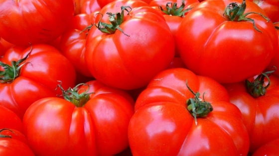 El tomate argentino en jaque: productores del Valle de Uco amenazan con abandonar el cultivo