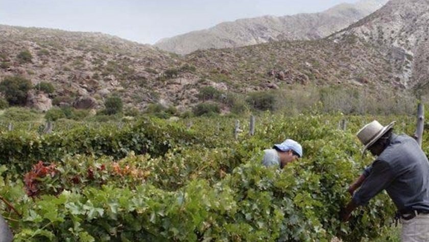 Vendimia 2021: El INV emitió los datos de Previsión de Cosecha de uvas para la Argentina