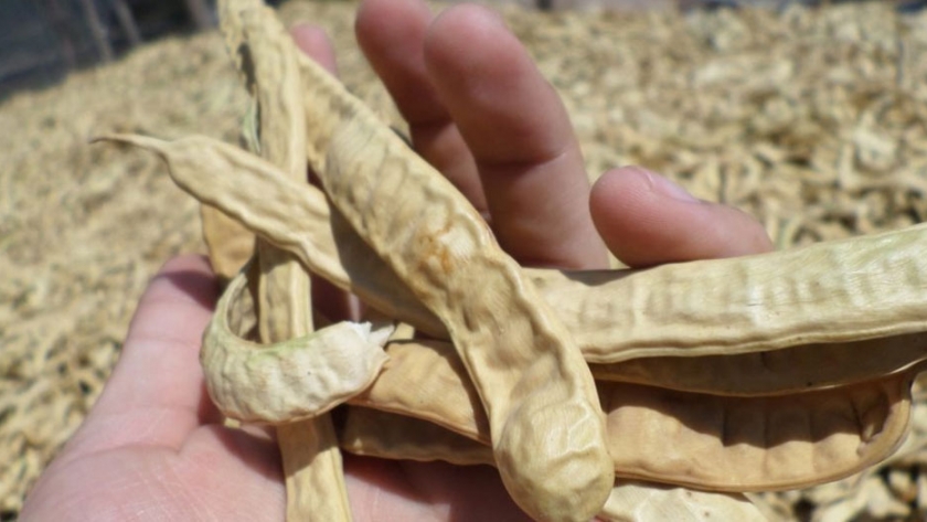 Ya están para certificación de Bromatología tres productos a base de harina de algarroba
