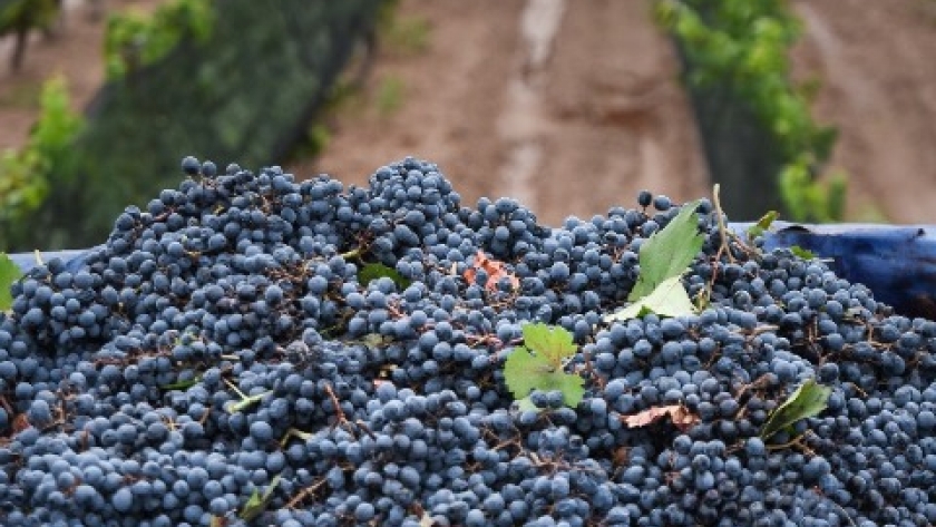 Crean una mesa vitivinícola para diferenciarse de la Coviar