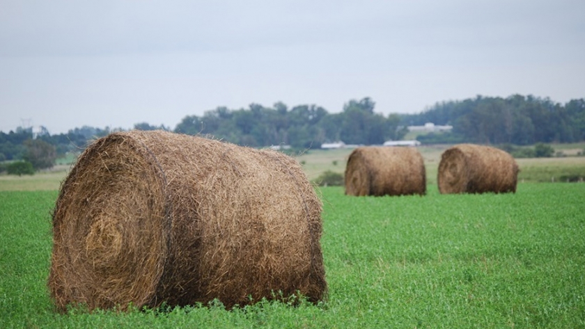 Forrajes, la clave para incrementar la productividad del rodeo