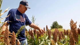Por qué los “farmers” de EE.UU. le ponen fichas al sorgo en 2021