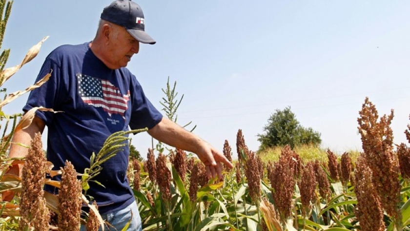 Por qué los “farmers” de EE.UU. le ponen fichas al sorgo en 2021