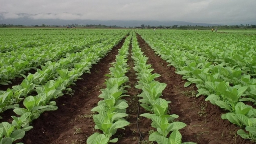 Agricultura y la provincia de Jujuy articulan políticas de apoyo a la producción tabacalera