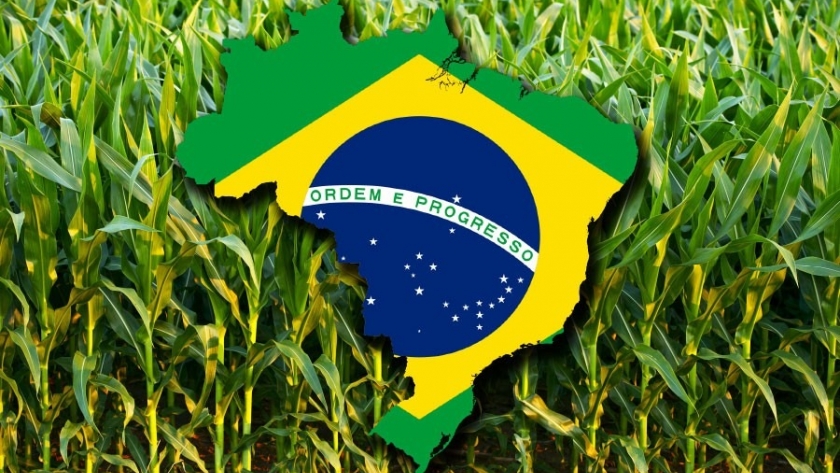 Brasil: caída de cosecha y menos exportaciones de maíz