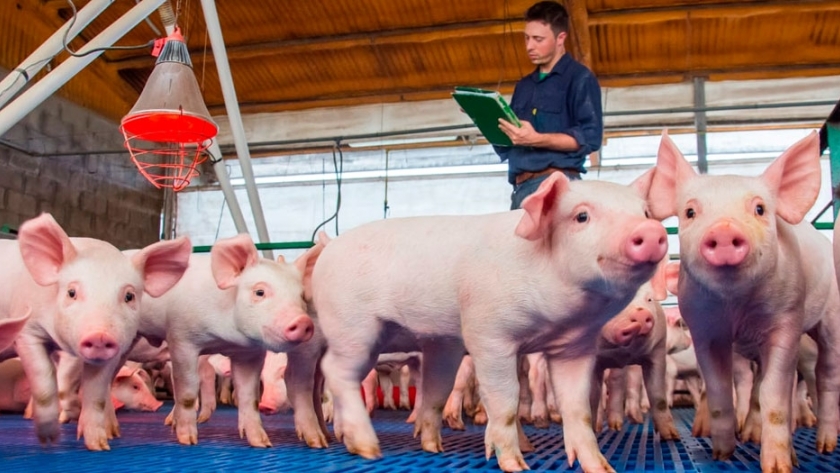 El Inta Promueve La Producción De Cerdos A Pequeña Y Mediana Escala 8795