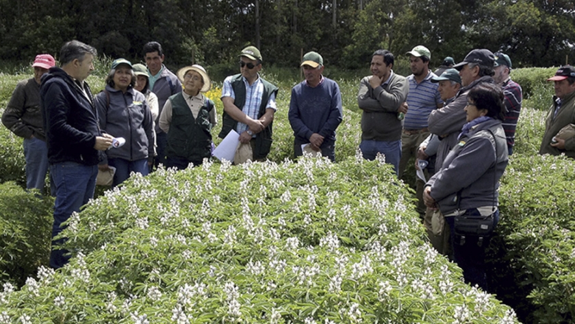 Lupino amargo: Variedad de alto calibre a la vuelta de la esquina