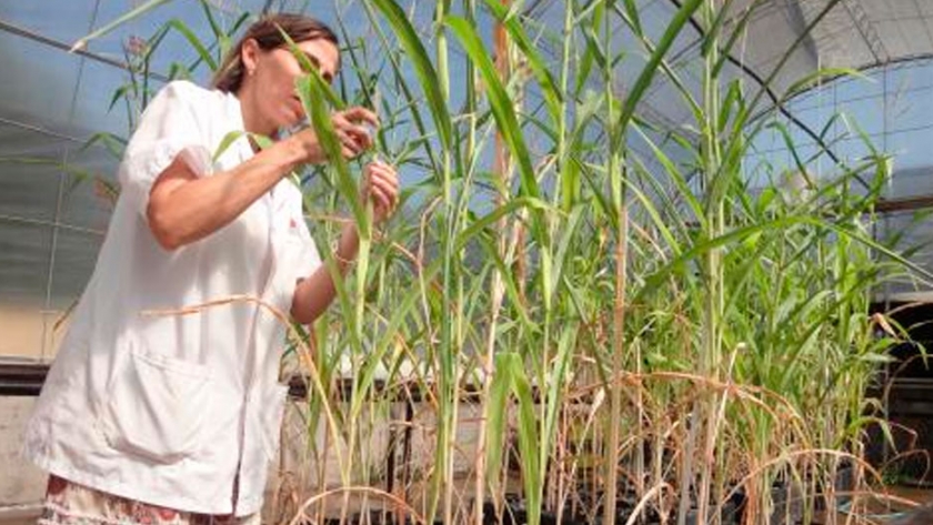 Tecnologías verdes para la agricultura sustentable, el INTA en la agenda internacional del G20