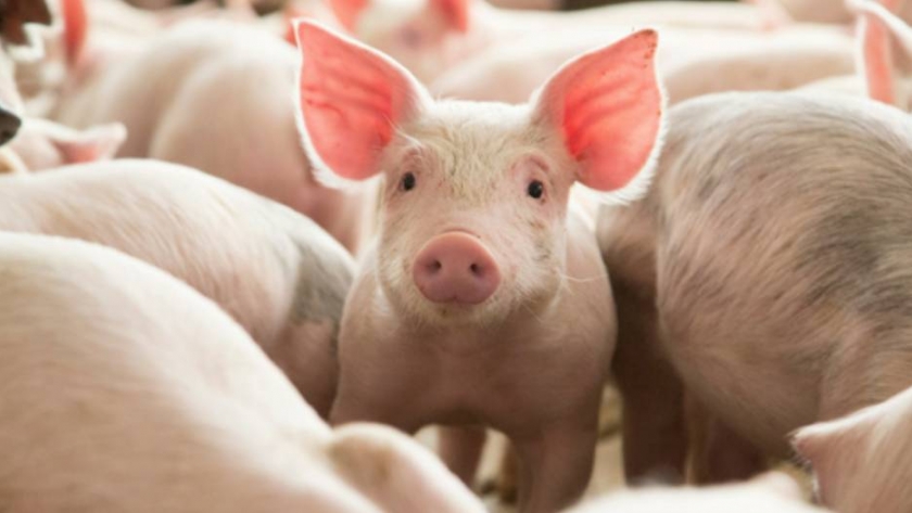Cargill: estrategias porcinas integrales