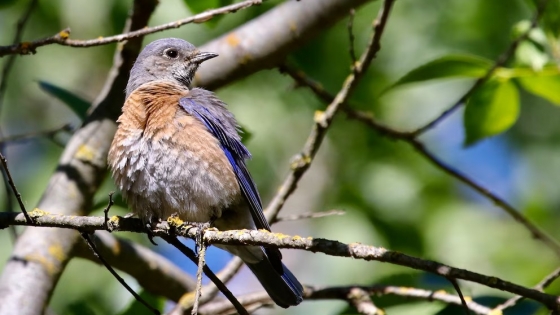 Las aves no logran adaptarse al cambio climático y enfrentan un futuro incierto