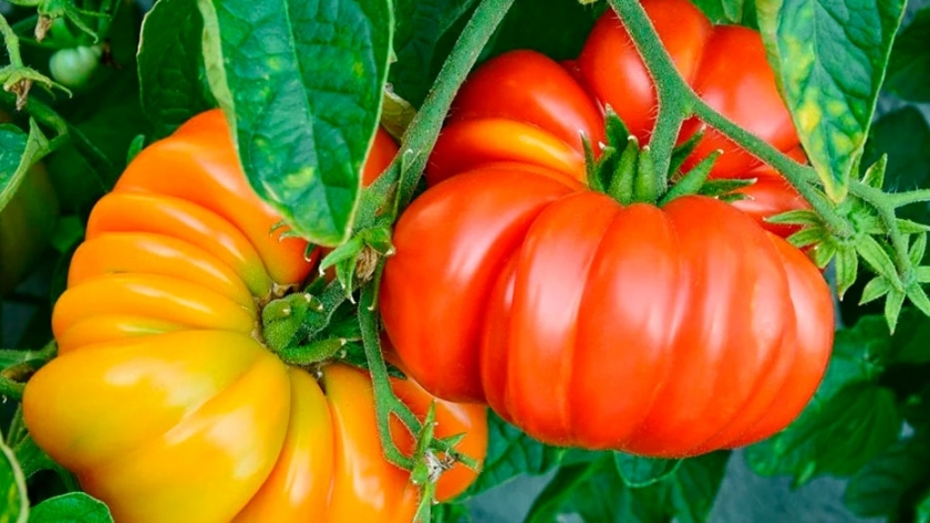 Del campo al restó: tomates con identidad