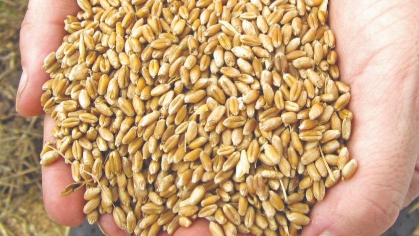 Trigo y cebada: curar la semilla para ganar hasta 800 kilos más en la cosecha