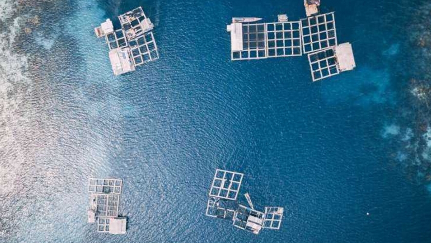 Estudio: piscicultura oceánica en zonas tropicales y subtropicales más afectadas
