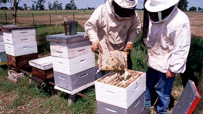 Destacan la capacidad exportadora de la producción de miel bonaerense