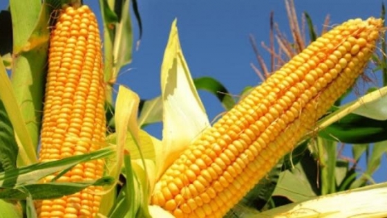 La campaña argentina de maíz temprano se despide ante la persistencia del desastre climático en regiones agrícolas clave