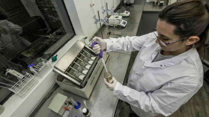 Biotecnología cordobesa única en el mundo: enzimas a partir de semillas de cártamo