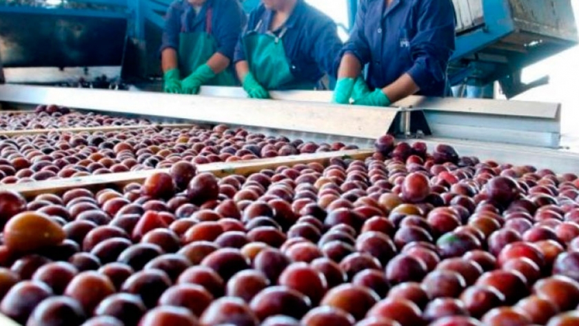 Exportación de fruta fresca a Estados Unidos y México con certificación en origen