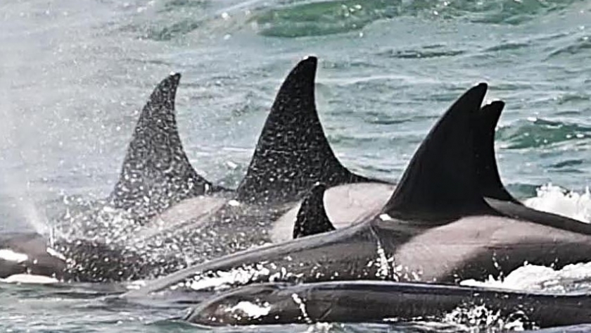 Turismo en Chubut: Increíble show de Orcas en plena Temporada 2023