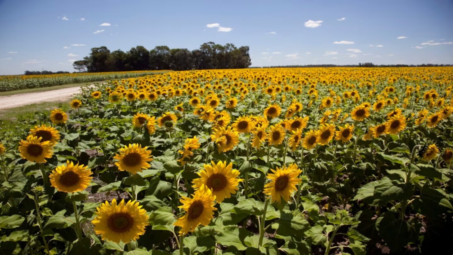 Récord histórico para el girasol: la cosecha alcanzó 6,6 millones de toneladas y creció 32% en un año