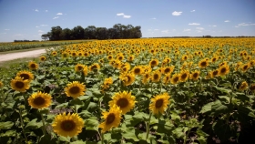 Récord histórico para el girasol: la cosecha alcanzó 6,6 millones de toneladas y creció 32% en un año