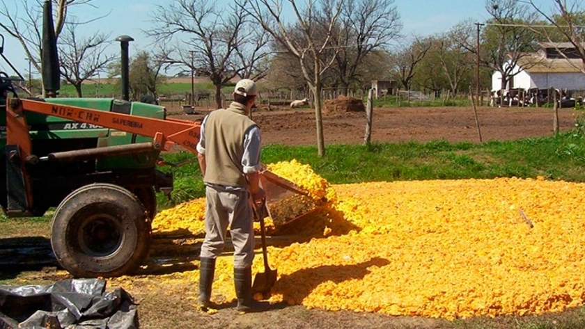 Aprovechan el descarte de los cítricos para alimentar al ganado