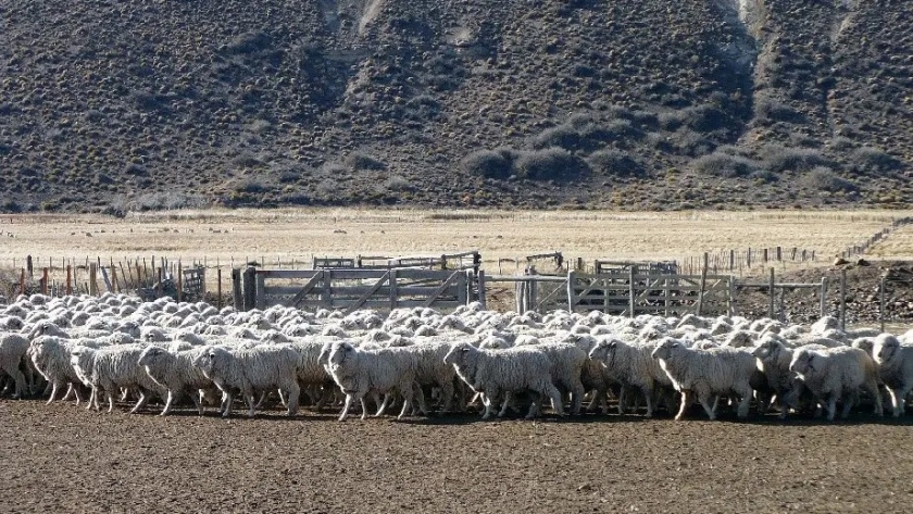 Se prorrogó por diez años más la Ley Ovina