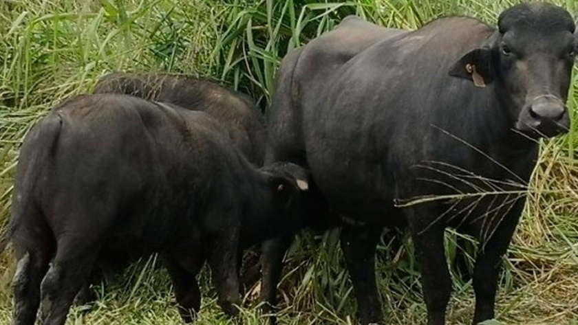 Carne de búfalos: con mucho potencial en producción y beneficios