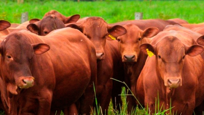 Margen Bruto De La Producción Ganadera Bovina De Carne De Ciclo ...