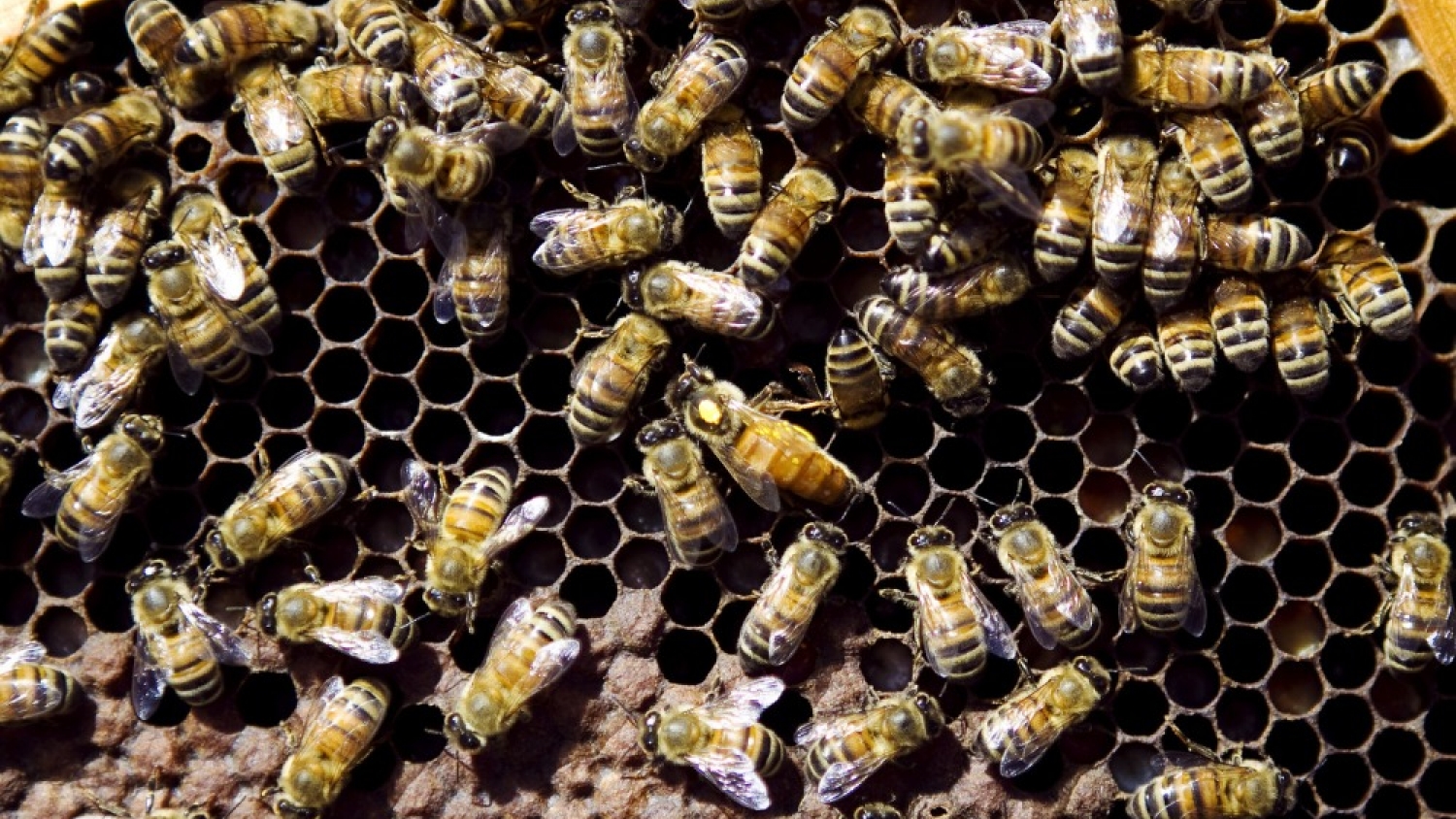 Argentina refuerza la vigilancia sanitaria en apiarios ante el riesgo del escarabajo que amenaza a las abejas