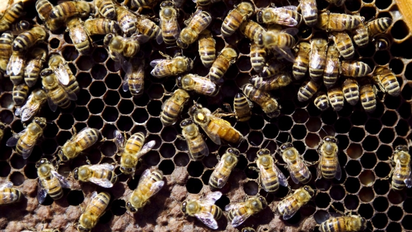 Argentina refuerza la vigilancia sanitaria en apiarios ante el riesgo del escarabajo que amenaza a las abejas