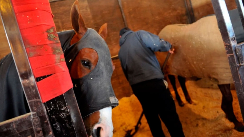 La industria del caballo también busca una salida