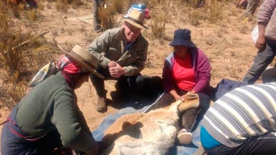 Agricultura impulsa plan de conservación y uso sustentable de las vicuñas