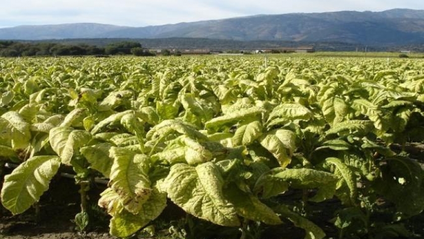 Pagan a productores $35 millones del Fondo del Tabaco