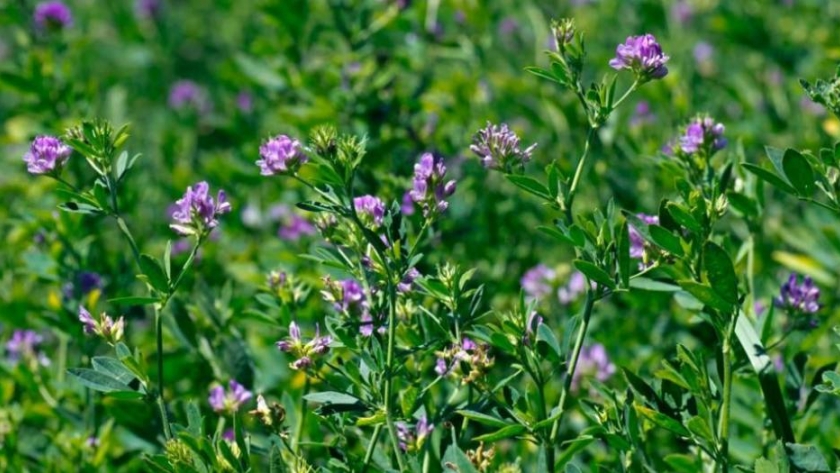 Alfalfa: el recurso forrajero que continúa rebrotando